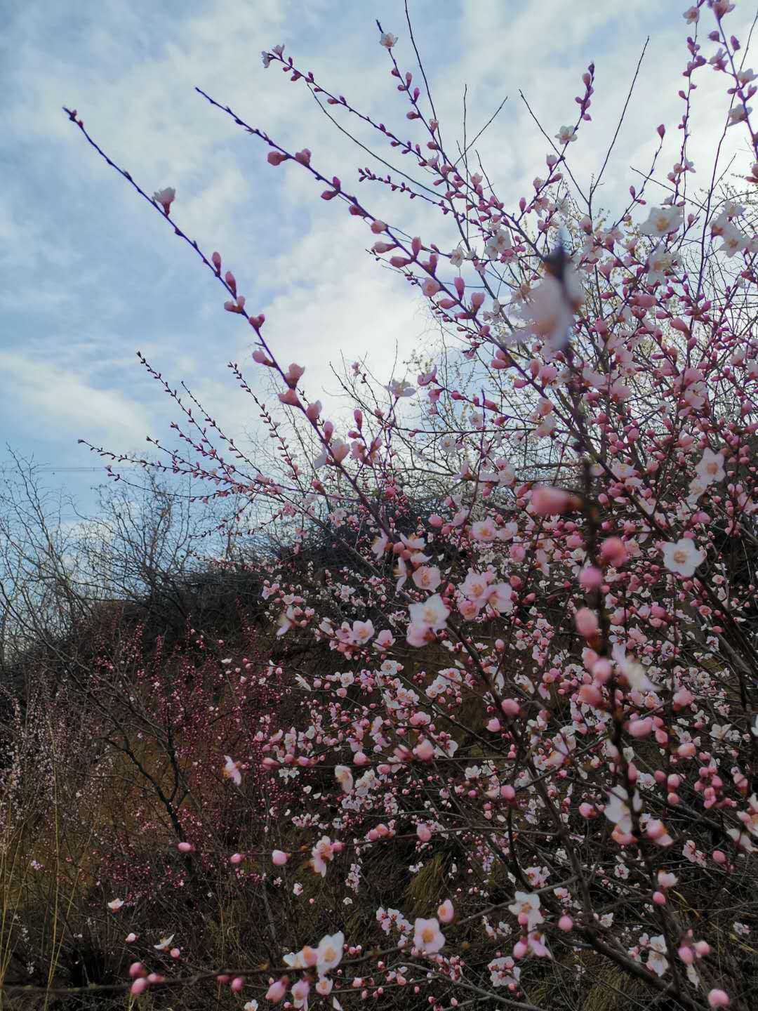 心颐思芳菲