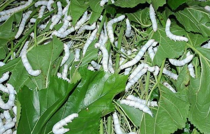 外公说,我养的这三十几条蚕,如果其中仅有十条母蚕,我也将获得数