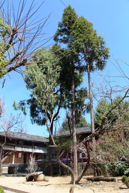 校园里的那两株翠柏