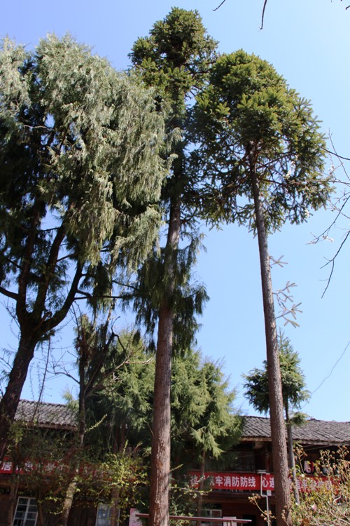 校园虽然几经改造,而那两株我们亲手种植的翠柏,已经长成苍天大树