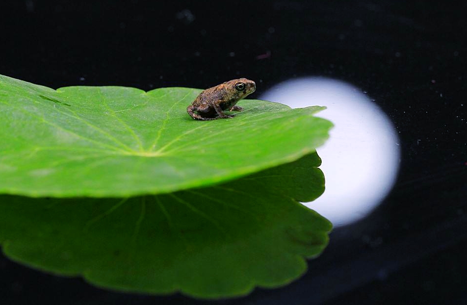 亭台楼榭荷塘月,风水阑珊.风水阑珊.几处蛙鸣,惊扰好姻缘.