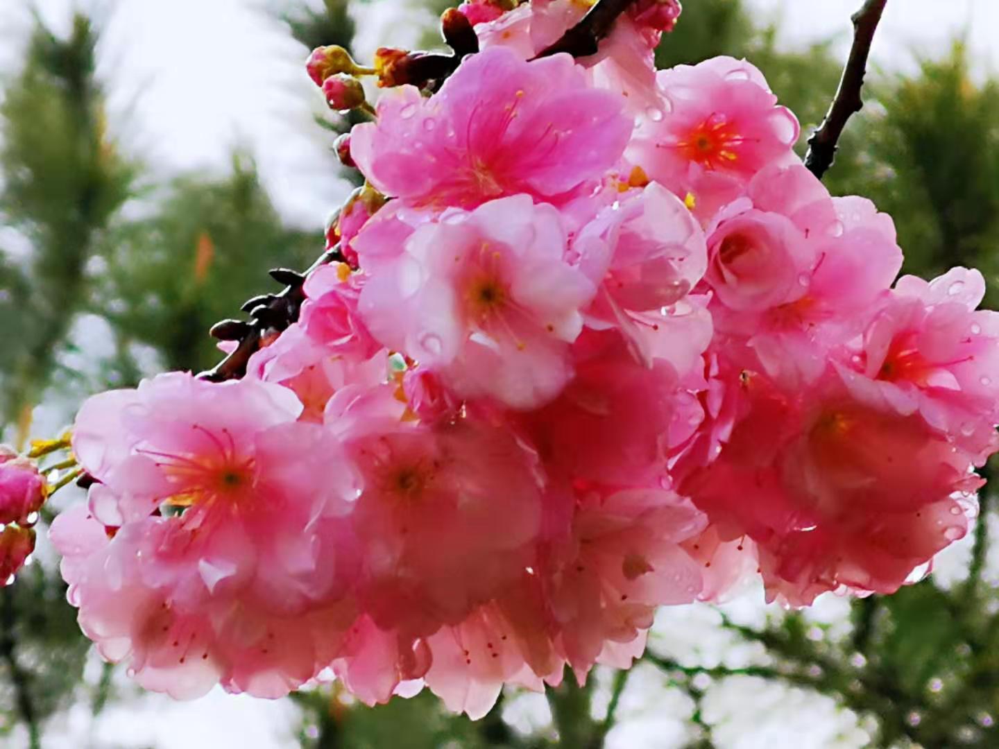 神州无处不芳菲(散文)