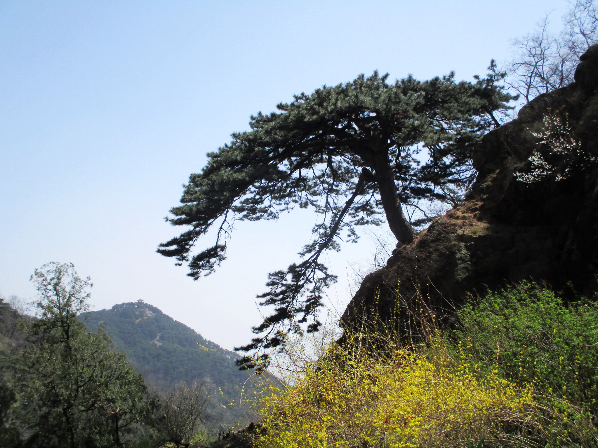 题泰山迎客松