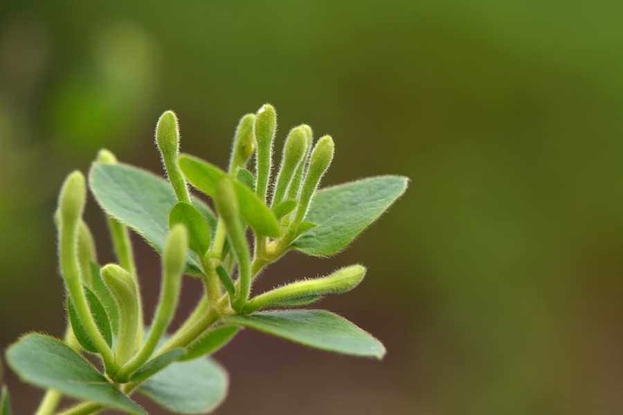 纖藤繞樹金銀花