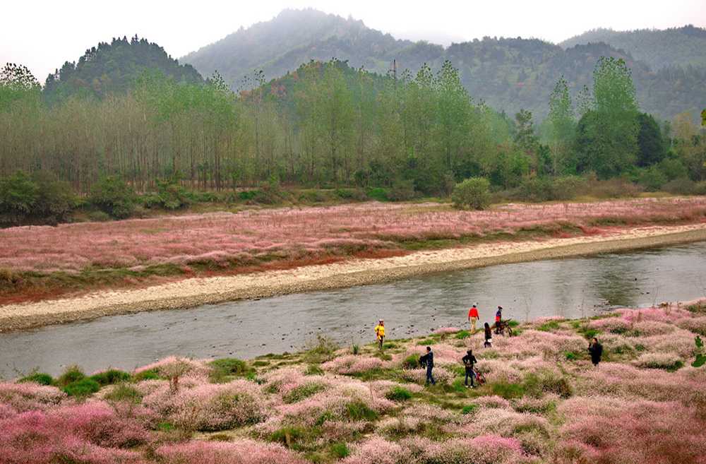 马蓼花,戏称姓马,名蓼花,或复姓马蓼,名花,这当然是人性化的叫法,不